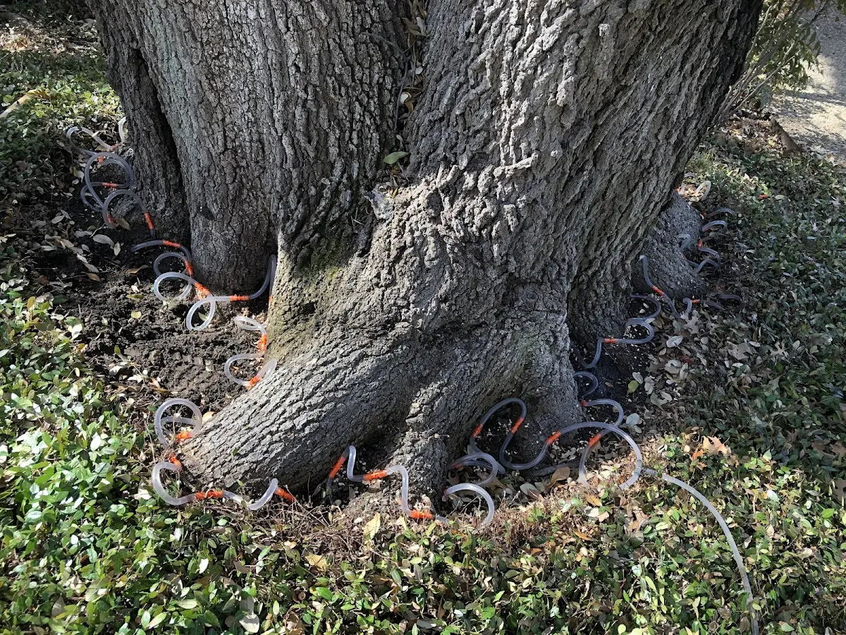 Detailed Shrub and Hedge Trimming job site in Dougherty
